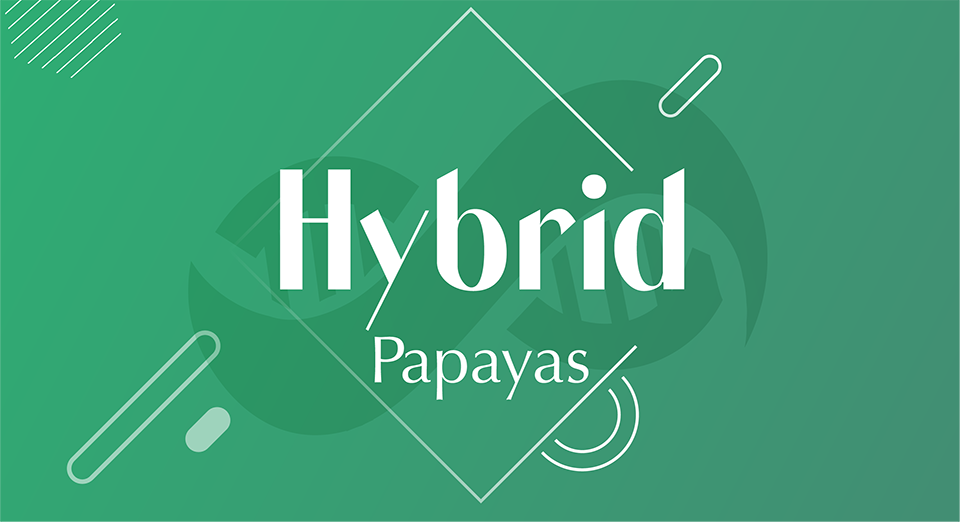 Hybrid Papayas