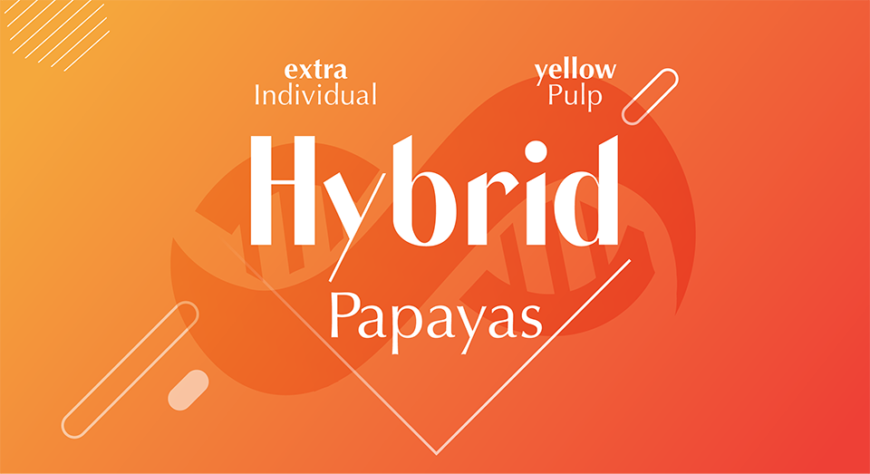 Hybrid Papayas