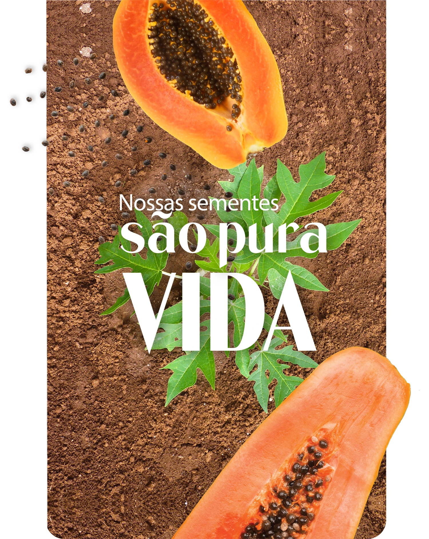Nossas sementes sao Pura Vida