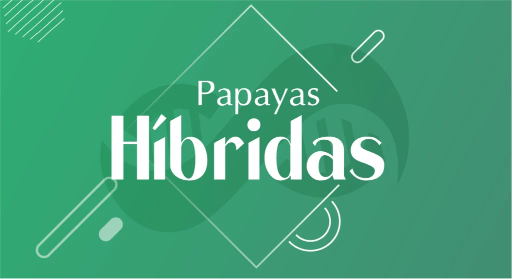 Papayas Híbridas
